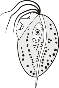 Схема Tr.vaginalis