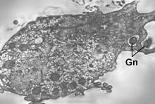 Фагоцитоз трихомонадой гонококков